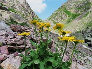 37 Doronicum grandiflorum (Doronico dei macereti) con vista sulla Bocchetta d'Inferno